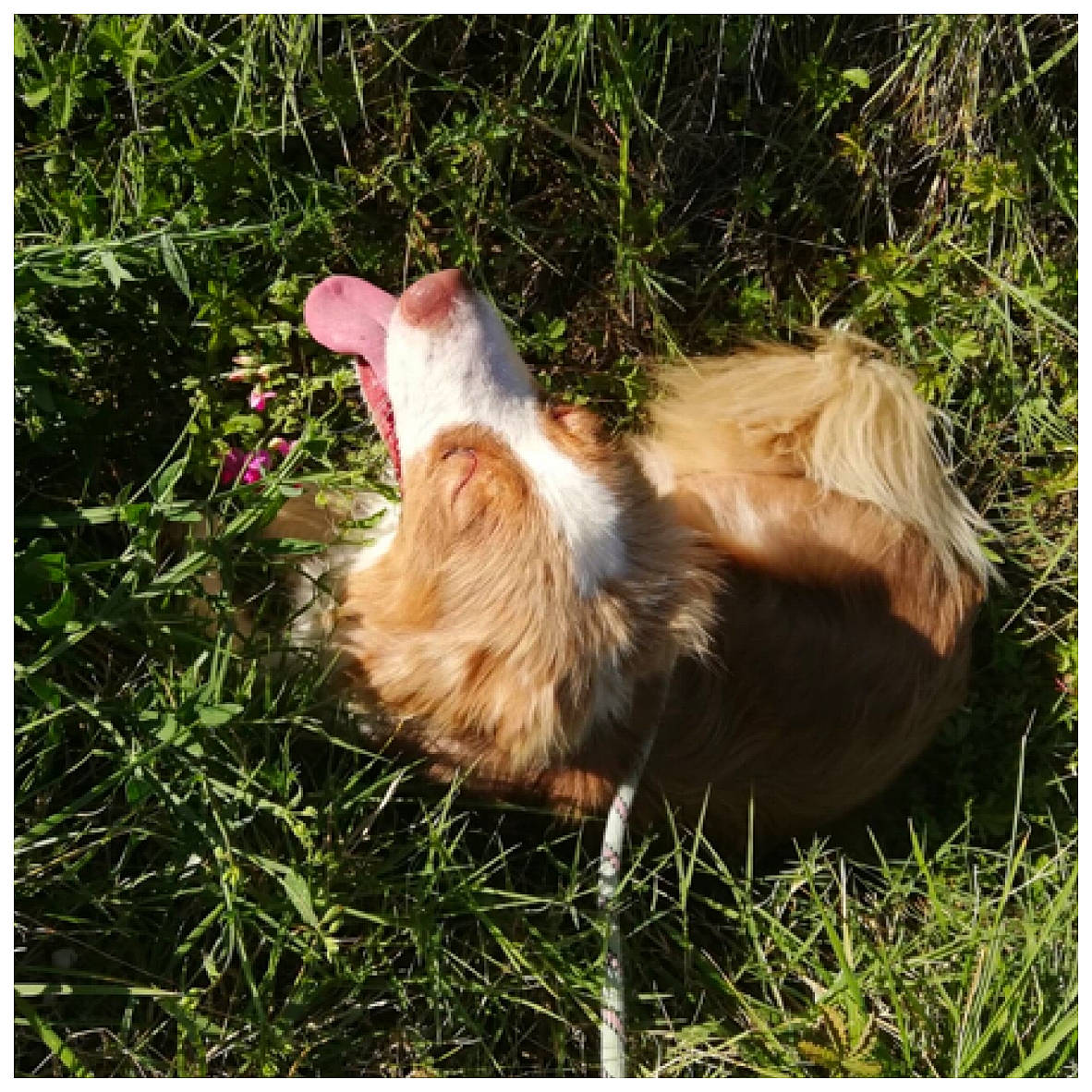Darling a rejoint le concours — aidez-le/la à gagner de superbes lots ! canidae, carnivore, companion_dog, fur, grass, photography, plant, sporting_group, tail