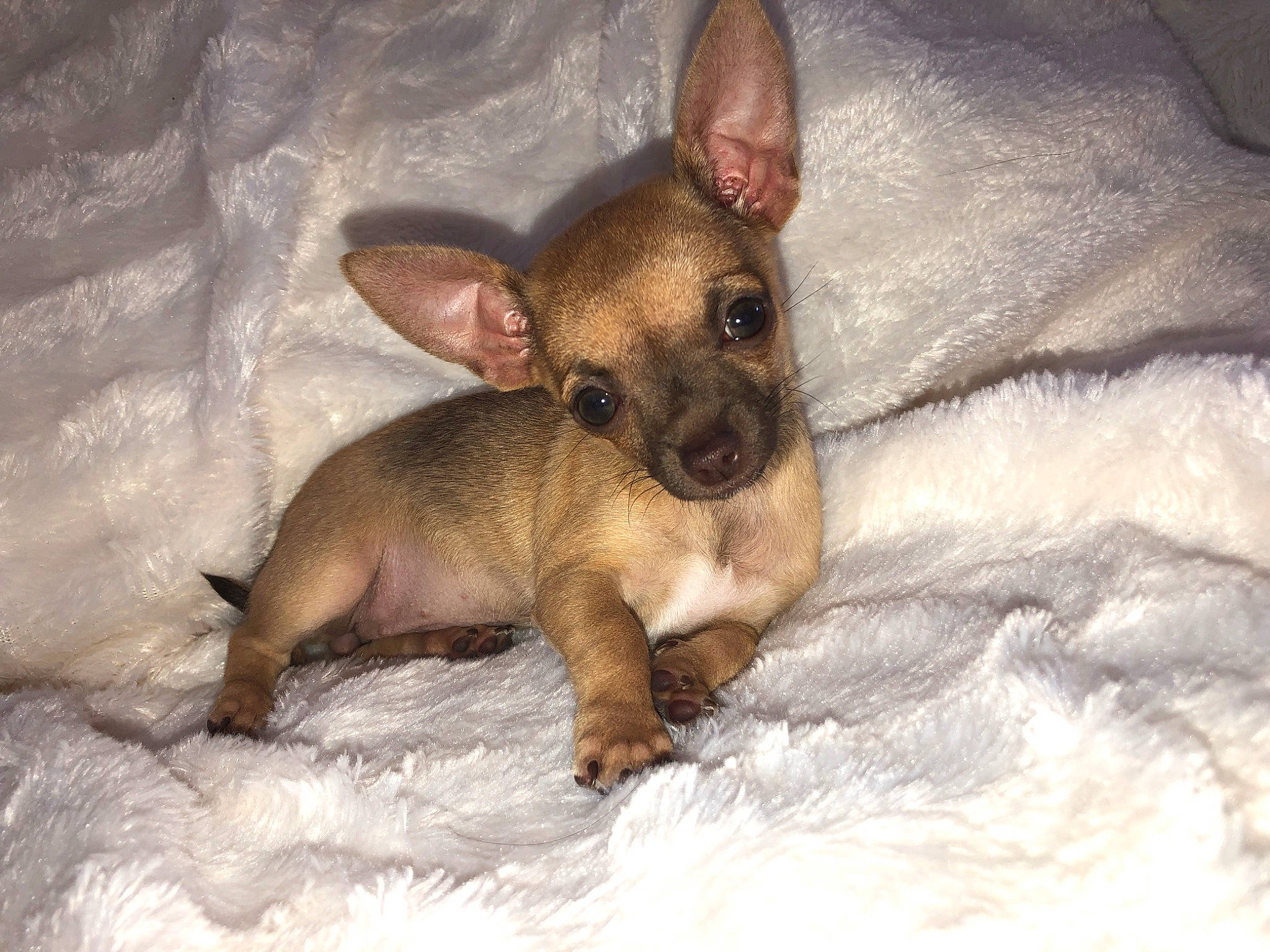 Darling participe au concours pour gagner de l'argent avec cette photo : american_hairless_terrier, canidae, carnivore, chihuahua, dog, dog_breed, english_toy_terrier, fawn, mammal, mexican_hairless_dog, miniature_pinscher, prazsky_krysarik, puppy, russkiy_toy, snout, toy_dog, vertebrate