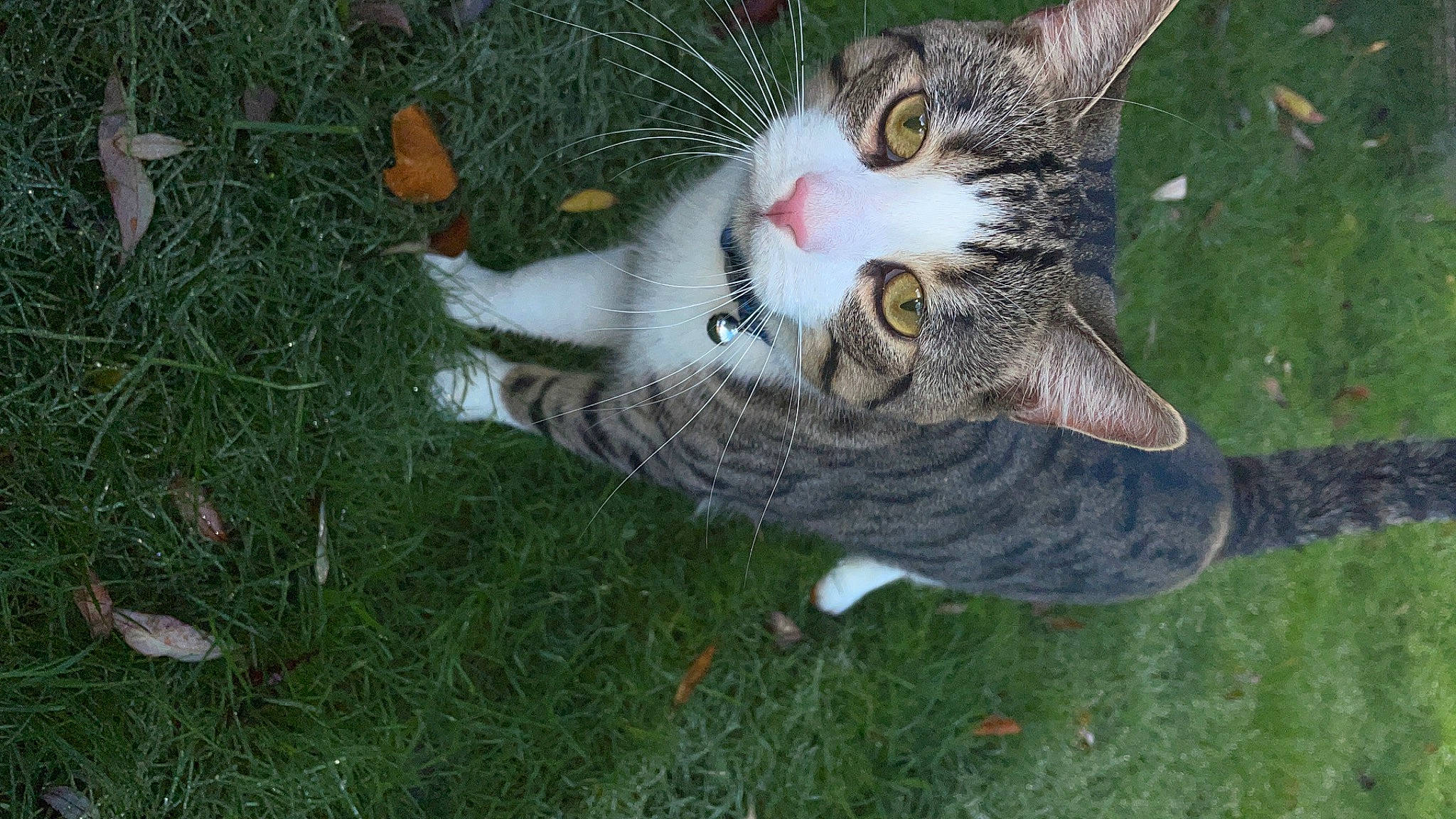Sylvester is registered to the contest to win money with this photo: art, carnivore, cat, claw, domestic_short_haired_cat, fawn, felidae, fur, grass, groundcover, paw, plant, sitting, small_to_medium_sized_cats, snout, tail, terrestrial_animal, tree, whiskers, wildlife