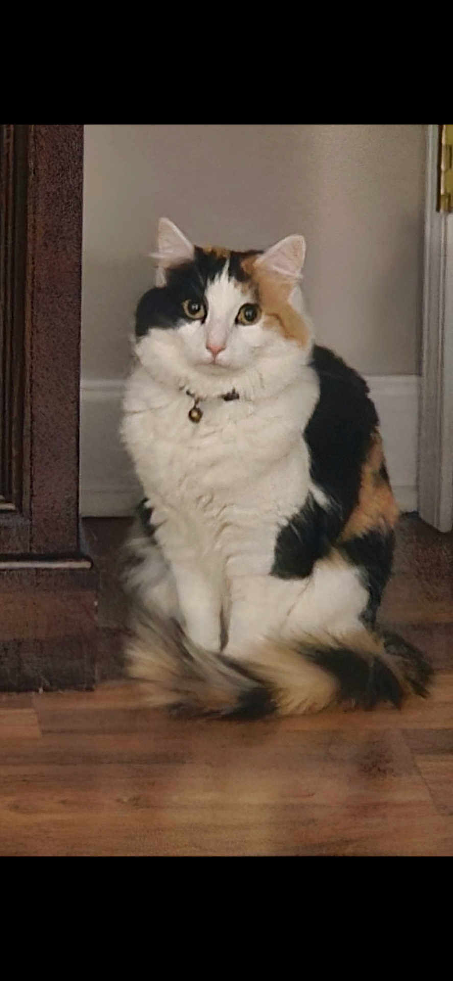 Fancy Pants joined the competition — help win amazing prizes! abyssinian, angora, animal, architecture, brasssection, building, cat, door, hardwood, horn, indoors, interiordesign, kitten, manx, musicalinstrument, pet, plywood, snout, stainedwood, wood