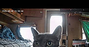 Shadow joined the competition — help win amazing prizes! cat, gray_cat, indoor, bed, blanket, plaid, door, window, curtains, furniture, room, cozy, pet, animal, closeup, curious, domestic, timestamp, text_overlay, low_light