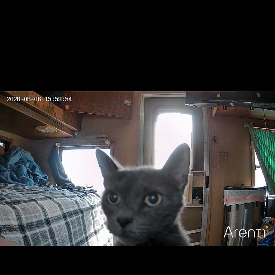 Shadow joined the competition — help win amazing prizes! cat, gray_cat, indoor, bed, blanket, plaid, door, window, curtains, furniture, room, cozy, pet, animal, closeup, curious, domestic, timestamp, text_overlay, low_light