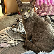 Shadow is registered to the contest to win money with this photo: cat, gray_cat, yellow_eyes, bed, blanket, towel, indoor, furniture, window, cozy, pet, animal, looking, sitting, feline, curious, soft_texture, striped_towel, relaxed, domestic