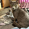 cat, gray_cat, yellow_eyes, bed, blanket, towel, indoor, furniture, window, cozy, pet, animal, looking, sitting, feline, curious, soft_texture, striped_towel, relaxed, domestic