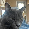 Shadow joined the competition — help win amazing prizes! cat, gray_cat, indoor, blanket, feline, pet, animal, closeup, portrait, resting, cozy, living_room, window, soft_light, fur, whiskers, ears, sleepy, home, snapshot