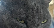 Shadow joined the competition — help win amazing prizes! animal, blurred_background, cat, close_up, domestic_animal, ears, face, feline, fur, gray_cat, green_eyes, indoor, mammal, pet, portrait, relaxed, resting, soft_light, whiskers, window