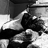 cat, cats, black_and_white, cuddle, cozy, indoor, blanket, resting, fur, pet, animal, companion, relaxation, sleepy, whiskers, soft, closeup, portrait, feline, comfort