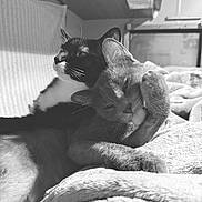 Socks joined the competition — help win amazing prizes! cat, cats, black_and_white, cuddle, cozy, blanket, feline, grooming, indoor, pet, resting, sleepy, cute, animal, soft, fur, companion, relax, closeup, friendship