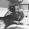 cat, cats, black_and_white, cuddle, cozy, blanket, feline, grooming, indoor, pet, resting, sleepy, cute, animal, soft, fur, companion, relax, closeup, friendship