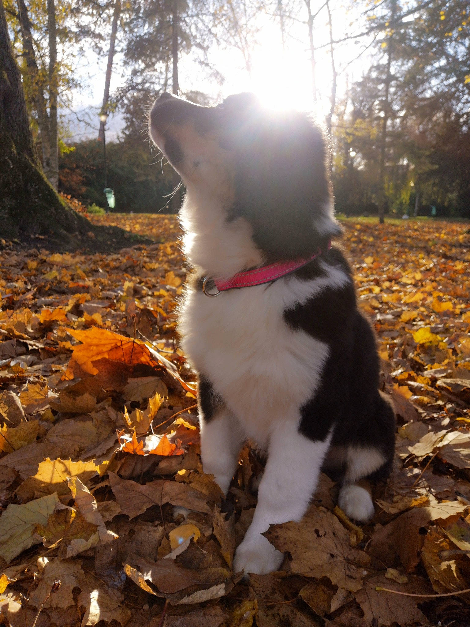 Lia a rejoint le concours — aidez-le/la à gagner de superbes lots ! carnivore, companion_dog, dog, dog_breed, fawn, felidae, grass, leaf, mammal, morning, plant, sky, small_to_medium_sized_cats, snout, sunlight, tail, tree, vertebrate, whiskers, wood