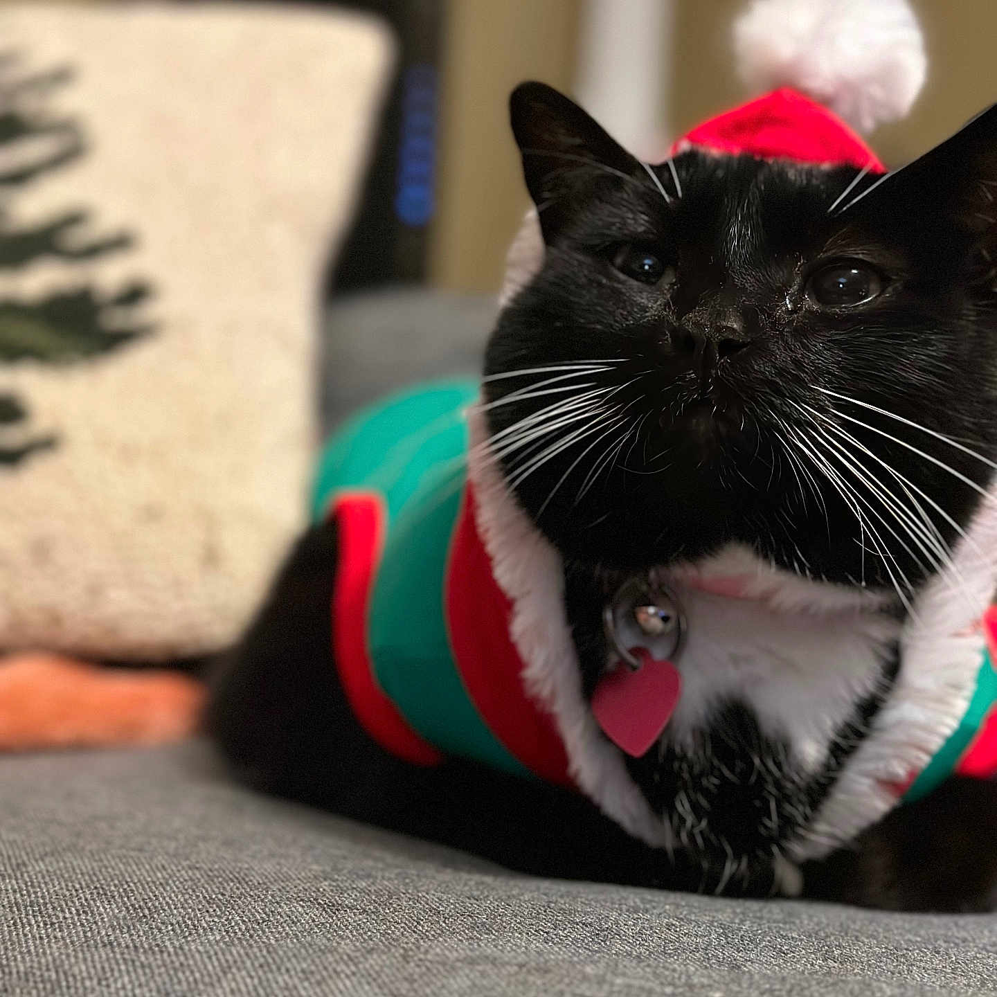 Crackers is registered to the contest to win money with this photo: accessories, animal, architecture, blackcat, building, cat, couch, cushion, furniture, head, homedecor, indoors, kitten, livingroom, manx, person, pet, plant, pottedplant, room