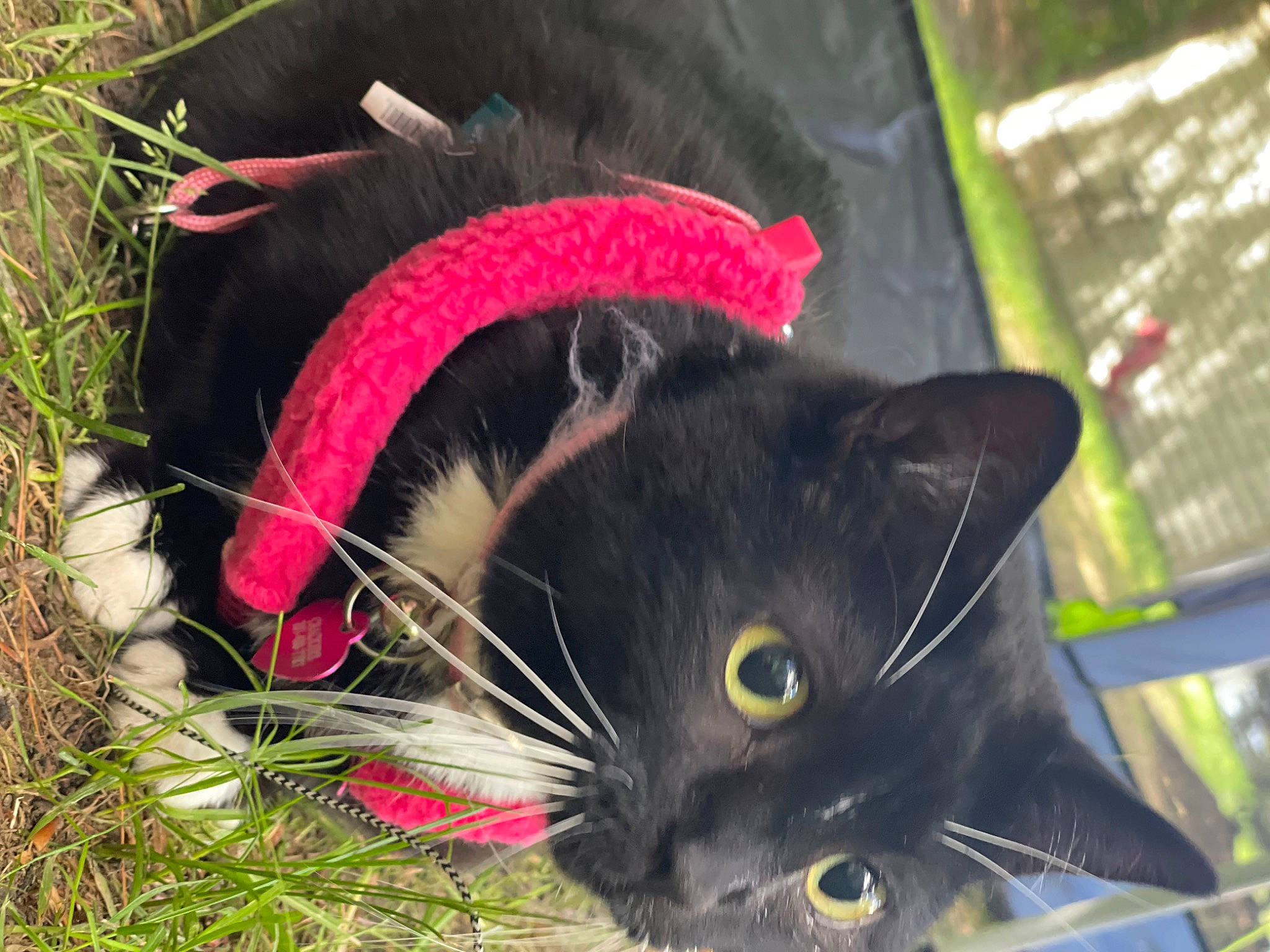 Crackers joined the competition — help win amazing prizes! black_cat, bombay, botany, carnivore, cat, collar, domestic_short_haired_cat, felidae, fur, grass, plant, small_to_medium_sized_cats, snout, tail, terrestrial_animal, tree, whiskers