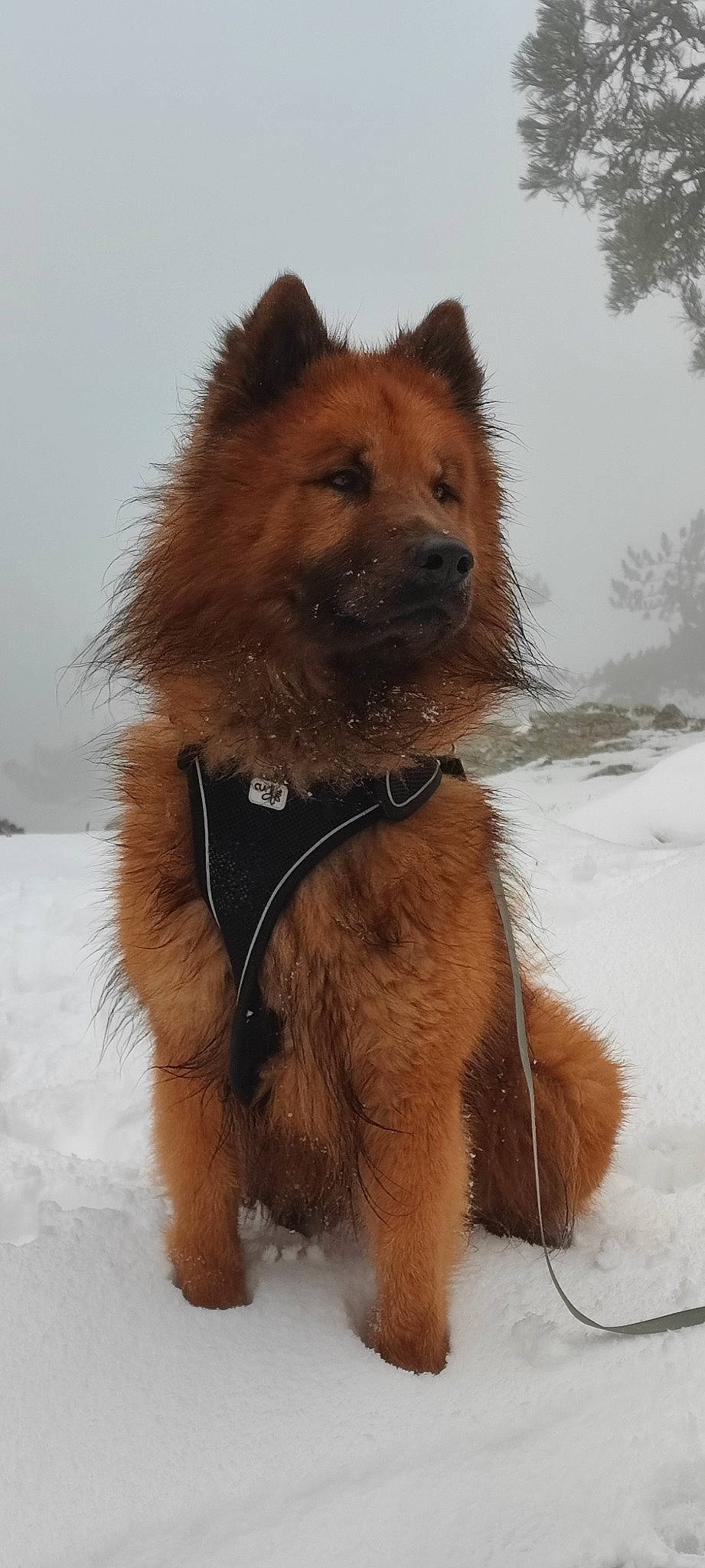 Ouper participe au concours pour gagner de l'argent avec cette photo : brown_bear, canidae, carnivore, collar, companion_dog, dog, dog_breed, event, fawn, fur, liver, sky, snout, snow, sporting_group, tail, terrestrial_animal, wildlife, winter, working_animal