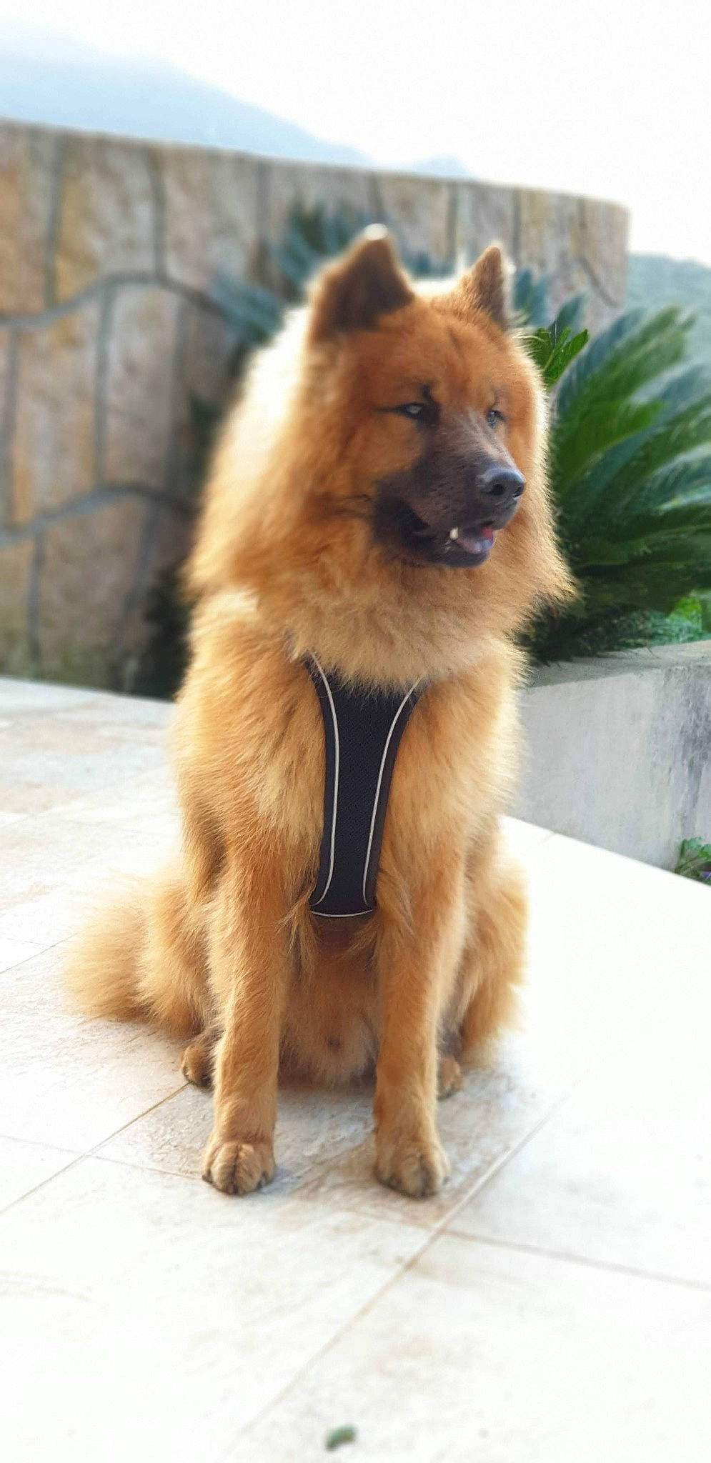 Ouper a rejoint le concours — aidez-le/la à gagner de superbes lots ! canis, carnivore, collar, companion_dog, dog, dog_breed, dog_supply, fawn, german_spitz, german_spitz_klein, german_spitz_mittel, liver, plant, snout, spitz, sporting_group, tail, terrestrial_animal, whiskers, working_animal