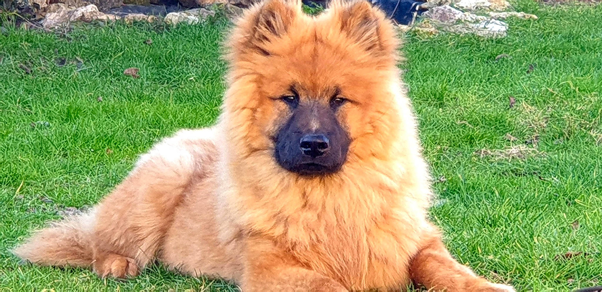 Ouper a rejoint le concours — aidez-le/la à gagner de superbes lots ! canidae, carnivore, chow_chow, companion_dog, dog, dog_breed, eye, fawn, fur, german_spitz_klein, german_spitz_mittel, giant_dog_breed, grass, plant, snout, spitz, sporting_group, terrestrial_animal, whiskers, working_animal