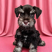 Marlee is registered to the contest to win money with this photo: adorable, animal, black, cute, dog, fluffy, front_view, fur, gray, indoors, looking_at_camera, pet, pink_background, pink_mat, portrait, puppy, sitting, small_dog, studio, young