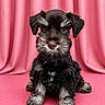 adorable, animal, black, cute, dog, fluffy, front_view, fur, gray, indoors, looking_at_camera, pet, pink_background, pink_mat, portrait, puppy, sitting, small_dog, studio, young