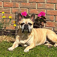 Maé a rejoint le concours — aidez-le/la à gagner de superbes lots ! animal, brick_wall, canine, cute, dog, domestic_animal, flower, french_bulldog, garden, grass, mammal, nature, outdoor, pet, pink_flower, portrait, resting, summer, sunlight, yellow_flower
