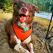 Oskar joined the competition — help win amazing prizes! dog, brown_dog, white markings, floppy_ears, open_mouth, smiling, happy, outdoor, lakeside, lake, water, shoreline, sand, trees, forest, nature, sunlight, orange_harness, pet, animal