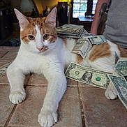 Gingy joined the competition — help win amazing prizes! cat, orange_and_white, money, dollar_bills, tattoo, arm, person, indoor, table, tiled_surface, relaxed, pet, animal, currency, domestic_cat, feline, paw, whiskers, face, fur