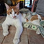 cat, orange_and_white, money, dollar_bills, tattoo, arm, person, indoor, table, tiled_surface, relaxed, pet, animal, currency, domestic_cat, feline, paw, whiskers, face, fur