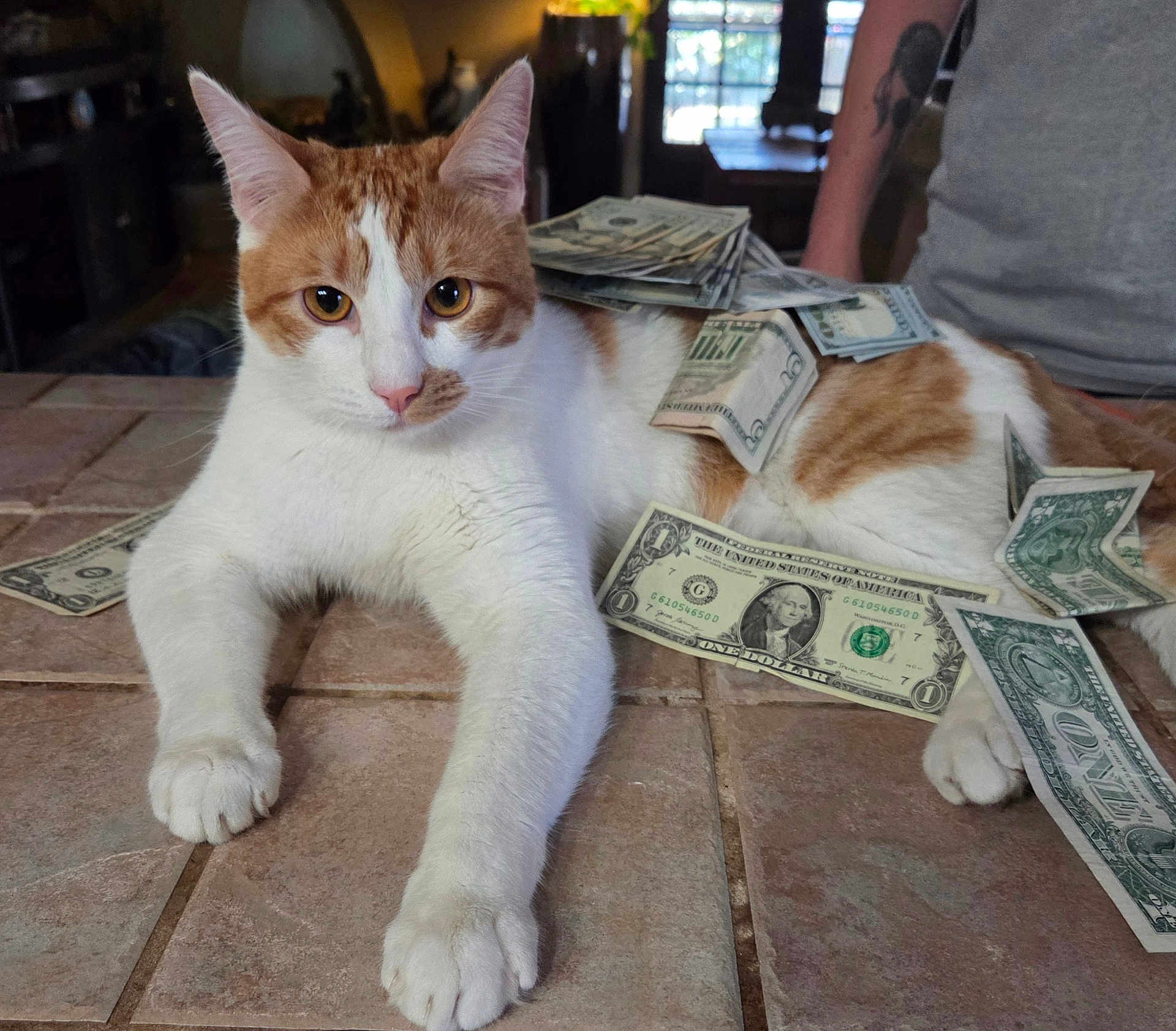 Gingy joined the competition — help win amazing prizes! cat, orange_and_white, money, dollar_bills, tattoo, arm, person, indoor, table, tiled_surface, relaxed, pet, animal, currency, domestic_cat, feline, paw, whiskers, face, fur