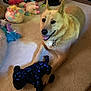 Mya is registered to the contest to win money with this photo: dog, tan_dog, stuffed_toy, plush_toy, carpet, indoor, black_cat, pet, playful, happy, animal, toy, floor, fur, ears, collar, mouth_open, tongue_out, home, domestic