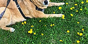 Mya joined the competition — help win amazing prizes! dog, grass, dandelion, flower, leash, harness, outdoor, pet, animal, brown_coat, resting, wall, nature, summer, garden, canine, greenery, sunlight, daytime, relaxed