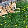dog, grass, dandelion, flower, leash, harness, outdoor, pet, animal, brown_coat, resting, wall, nature, summer, garden, canine, greenery, sunlight, daytime, relaxed