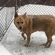 Mya joined the competition — help win amazing prizes! dog, snow, fence, paw_prints, outdoor, winter, canine, animal, cold, fur, pet, chain_link_fence, walking, standing, snowfall, yard, mammal, alert, brown_dog, daytime