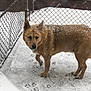dog, snow, fence, paw_prints, outdoor, winter, canine, animal, cold, fur, pet, chain_link_fence, walking, standing, snowfall, yard, mammal, alert, brown_dog, daytime