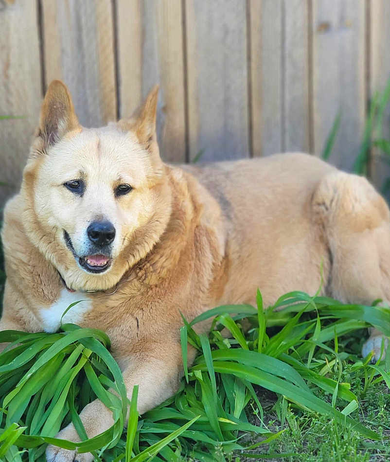 Mya