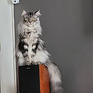 Valérie Ligois a rejoint le concours — aidez-le/la à gagner de superbes lots ! cat, fluffy, yellow_eyes, sitting, indoor, wooden_speaker, gray_wall, long_tail, pet, feline, domestic_cat, alert, portrait, animal, fur, whiskers, ears, household, quiet, still