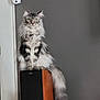 cat, fluffy, yellow_eyes, sitting, indoor, wooden_speaker, gray_wall, long_tail, pet, feline, domestic_cat, alert, portrait, animal, fur, whiskers, ears, household, quiet, still
