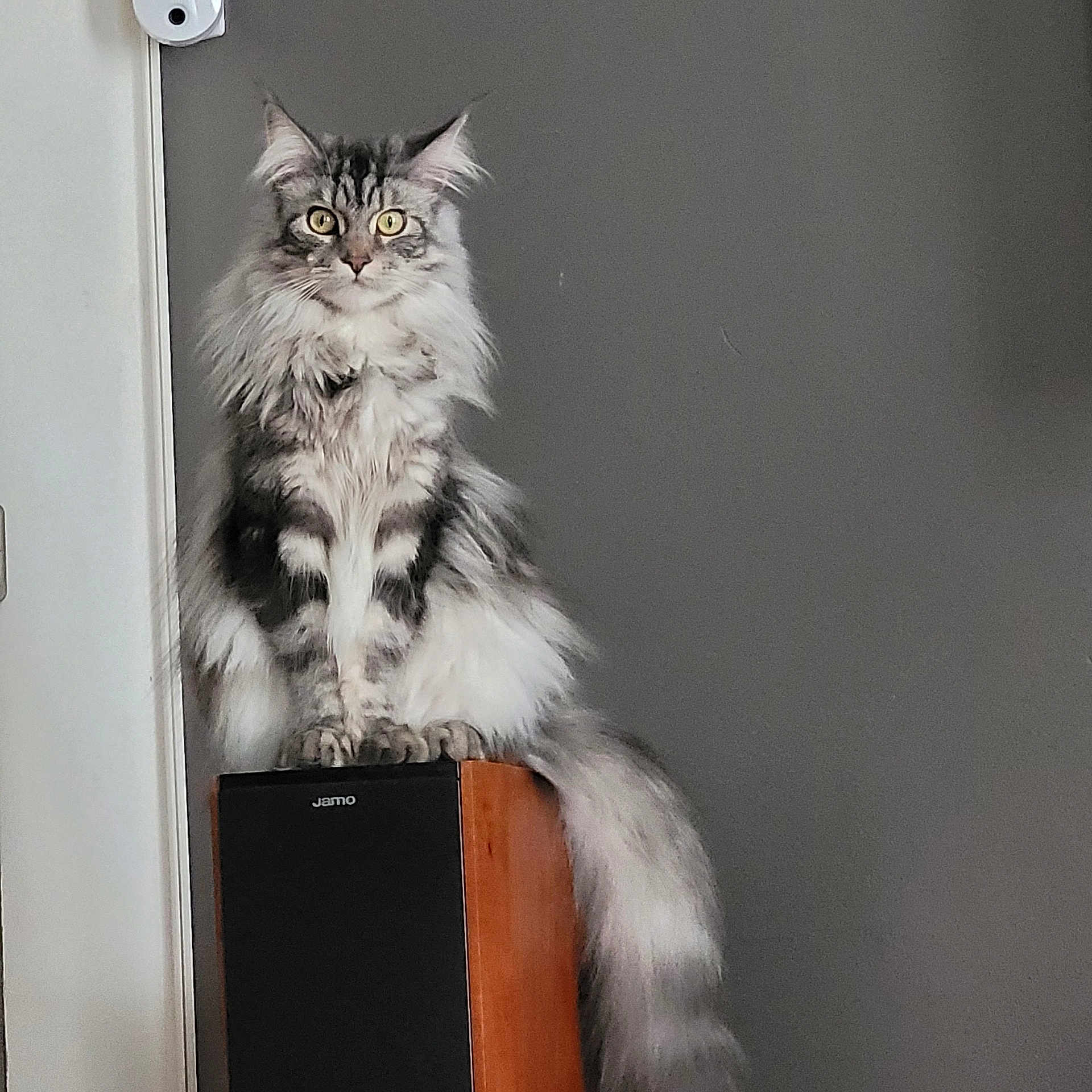 Valérie Ligois a rejoint le concours — aidez-le/la à gagner de superbes lots ! alert, animal, cat, domestic_cat, ears, feline, fluffy, fur, gray_wall, household, indoor, long_tail, pet, portrait, quiet, sitting, still, whiskers, wooden_speaker, yellow_eyes