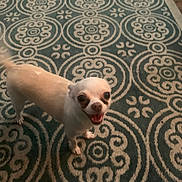 Snowball joined the competition — help win amazing prizes! dog, chihuahua, small_dog, pet, indoor, carpet, patterned_rug, happy, smiling, tail, fur, animal, cute, companion, standing, looking_up, domestic, friendly, canine, floor
