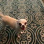 dog, chihuahua, small_dog, pet, indoor, carpet, patterned_rug, happy, smiling, tail, fur, animal, cute, companion, standing, looking_up, domestic, friendly, canine, floor