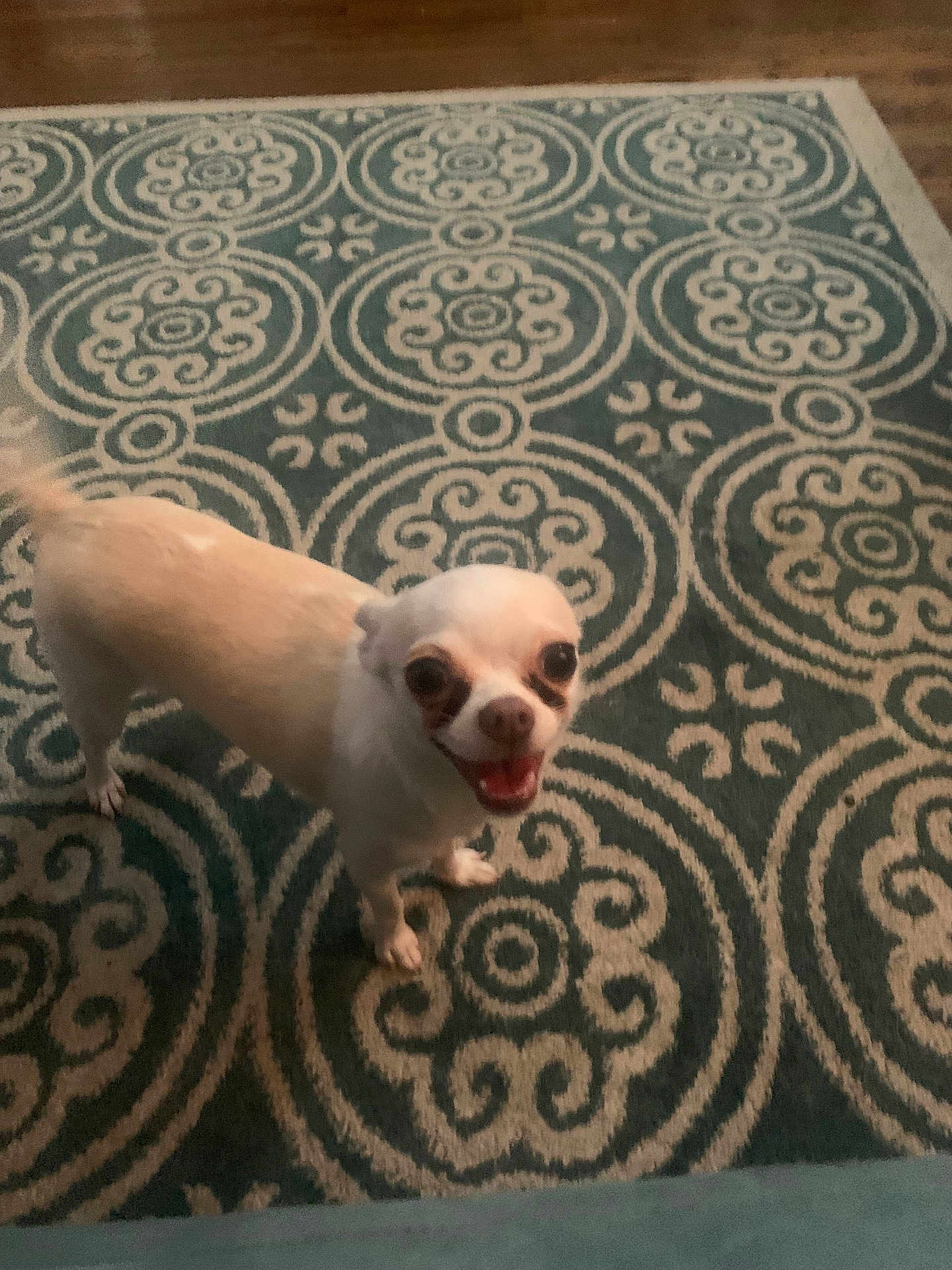 Snowball
