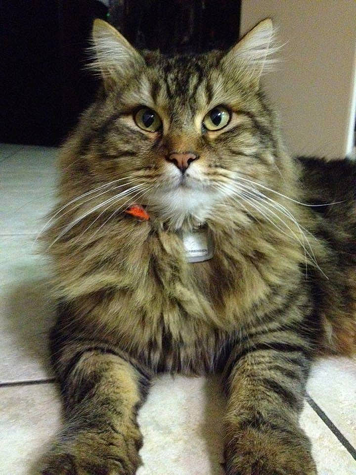 Maé a rejoint le concours — aidez-le/la à gagner de superbes lots ! asian_semi_longhair, british_semi_longhair, carnivore, cat, claw, domestic_long_haired_cat, felidae, fur, maine_coon, paw, small_to_medium_sized_cats, snapshot, snout, tabby_cat, terrestrial_animal, toe, vertebrate, whiskers