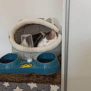 Minou a rejoint le concours — aidez-le/la à gagner de superbes lots ! animal, blanket, cat, cat_bed, comfortable, cozy, domestic, feline, home, indoor, pet, pet_feeder, plush, quiet, relaxing, resting, sleeping, soft, star_pattern, water_bottle