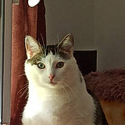 Mimi a rejoint le concours — aidez-le/la à gagner de superbes lots ! cat, pet, indoor, curtain, window_handle, window, whiskers, green_eyes, white_fur, tabby, sitting, portrait, sunlight, shadow, furniture, cushion, cozy, feline, looking_at_camera, ears