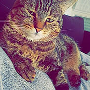 Gaïa participe au concours pour gagner de l'argent avec cette photo : california_spangled, carnivoran, cat, cat_like_mammal, domestic_short_haired_cat, dragon_li, european_shorthair, fauna, fur, kitten, mammal, small_to_medium_sized_cats, snout, tabby_cat, whiskers