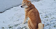 Lola a rejoint le concours — aidez-le/la à gagner de superbes lots ! dog, shiba_inu, snow, winter, frozen_pond, lake, outdoors, nature, grass, bare_trees, shrubs, animal, pet, sitting, looking_back, fluffy_tail, brown_fur, white_snow, cold_weather, landscape
