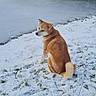 dog, shiba_inu, snow, winter, frozen_pond, lake, outdoors, nature, grass, bare_trees, shrubs, animal, pet, sitting, looking_back, fluffy_tail, brown_fur, white_snow, cold_weather, landscape
