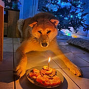 Lola a rejoint le concours — aidez-le/la à gagner de superbes lots ! dog, puppy, birthday, cake, candle, christmas_tree, festive, indoors, floor, tile_floor, plate, food, orange, fur, sitting, lying_down, face, eyes, home, celebration