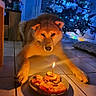 dog, puppy, birthday, cake, candle, christmas_tree, festive, indoors, floor, tile_floor, plate, food, orange, fur, sitting, lying_down, face, eyes, home, celebration