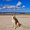 Lola participe au concours pour gagner de l'argent avec cette photo : dog, beach, sand, ocean, waves, sky, clouds, outdoor, animal, pet, sitting, portrait, shoreline, coast, summer, sunny, nature, fur, tail, landscape