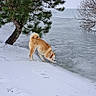 Lola participe au concours pour gagner de l'argent avec cette photo : dog, canine, snow, winter, outdoors, nature, shoreline, lake, ice, pine_tree, tree, snowy_landscape, tan_fur, fluffy_tail, red_collar, standing, sniffing, animal, frozen_water, landscape
