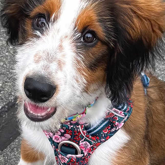 Gia is registered to the contest to win money with this photo: puppy, dog, animal, pet, cute, fluffy, harness, brown, white, black, ears, outdoor, pavement, young, friendly, looking_up, portrait, canine, adorable, playful
