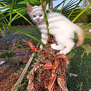 Daenerys participe au concours pour gagner de l'argent avec cette photo : kitten, white_cat, blue_eyes, palm_tree, green_leaves, outdoor, nature, garden, curious, exploring, animal, young_cat, sunlight, shadow, plant, trunk, grass, daylight, pet, feline